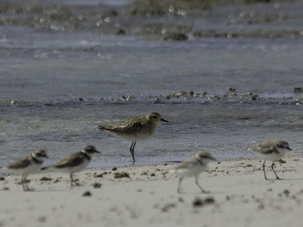 Siperiankurmitsa, Pacific Golden Plover, Pluvialis fulva